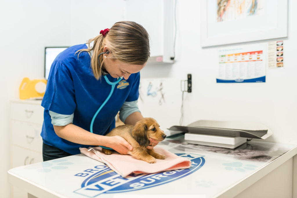 Small Animal Vet Services | Brookfield Veterinary Surgery
