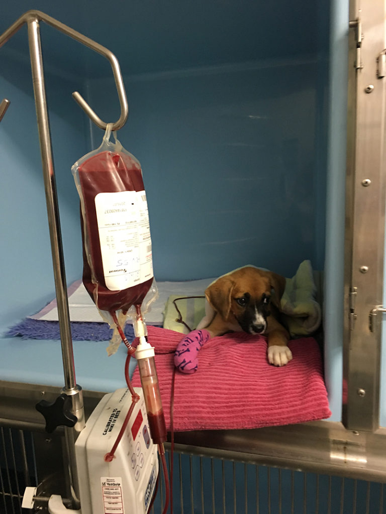 Blood Donation Dog